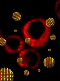MIT researchers have created 'striped' nanoparticles capable of entering a cell without rupturing it. In the background of thisÂ cartoon are cells that have taken up nanoparticles carrying fluorescent imaging agents