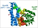 Diagram shows the structure of a histidine kinase (blue ribbons) and its target response regulator (green ribbons). The specificity of the interaction between the two proteins is primarily determined by the orange and red amino acid residues.