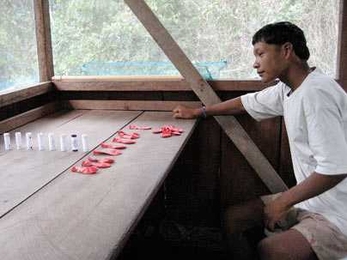 A PirahÃ£ man participates in an experiment that MIT researchers say indicates his language contains no number words.