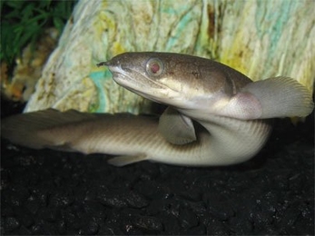 Polypterus senegalus is a primitive fish whose scaly armor has yielded clues to MIT researchers seeking to better protect soldiers of the future.