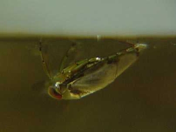 The backswimmer Notonecta hangs inverted from the water's surface. Its respiratory bubble covers the bulk of its body.