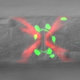 View of C. elegans worm in which neurons (green) and muscles (red) that control egg laying have been genetically labeled.