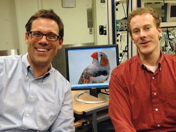 By studying songbirds, McGovern's Professor Michale Fee, left, and post-doc Michael Long move closer to understanding how timing is represented within the brain.