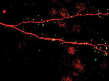 The dendrite ofÂ a new neuron in the brain (labeled in red). The small yellow spots are synapses that the new neuron is receiving.