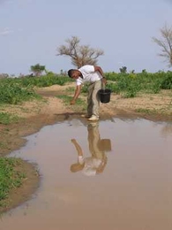 MIT civil and environmental engineering student Mustafa Dafalla '09 gathers water samples at a pond in Niger to check for malaria larvae.