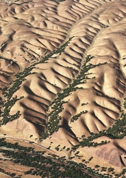 Perspective view of Gabilan Mesa, California, showing evenly spaced ridges and valleys. The scene, which is approximately 2 km wide, combines aerial photographs from the National Agriculture Imagery Program with laser altimetry from the National Center for Airborne Laser Mapping (NCALM).