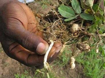 An example of what happens when the plants are not harvested early enough - mature pods begin to regerminate and those nuts are no longer useable.