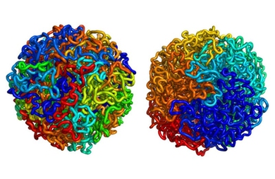 Until recently, scientists theorized that DNA organized itself into a structure known as an equilibrium globule, left. This type of structure is highly tangled, and stretches of DNA located near each other on a chromosome may be far apart in the 3D structure. MIT, Harvard and UMass Medical School researchers have shown that DNA is actually organized as a fractal globule, right, which resists knott...