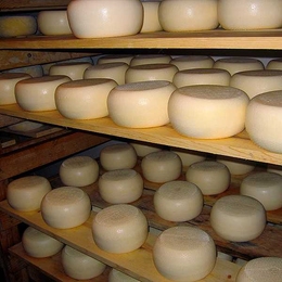 Trays of San Andreas cheese — an unpasteurized cheese from raw sheep's milk — made by Liam and Cindy Callahan, a mother and son team, at Bellwether Farm in Sonoma County, Calif.