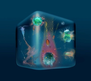 The image selected for use as the cover of the journal <i>Science</i>.