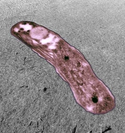 The Rhodopseudomonas palustris strain TIE-1 upon shallow sediments from the Sippewissett Salt Marsh near Woods Hole, Mass. These sediments are well known for colorful microbial assemblages dominated by purple phototrophic bacteria.