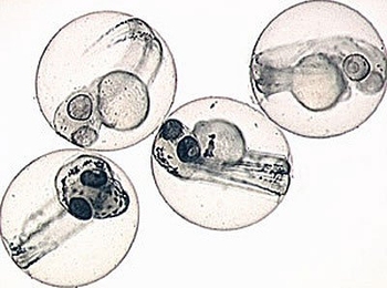 Zebrafish embryos, seen here, are transparent and have internal organs that can be easily seen as they develop.