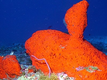 An elephant ear sponge (Agelas clathrodes). 