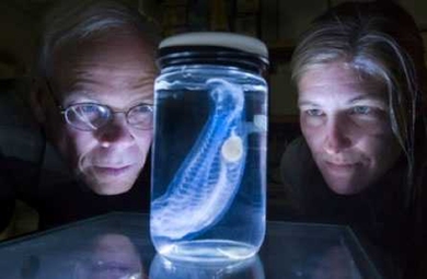 Researchers Larry Madin and Kelly Rakow Sutherland get up close with a salp in the lab.