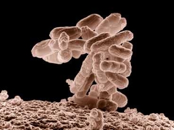A close-up view of E. coli.