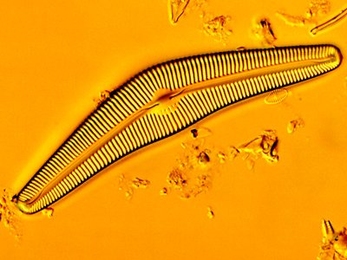 An image of a species of diatom, <em>Cymbela cistula</em>. Markus Buehler says diatoms are a good example of the way weak building blocks — in this case, fragile and brittle silica — can be used in biology to build strong and durable materials, by assembling them in structures organized differently at different scales.
