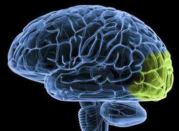 Some regions of the visual cortex, highlighted here, can be rewired to process sound in the brains of people born blind.