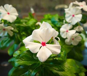 The periwinkle plant, also known as <em>Catharanthus roseus</em>, produces several compounds with medicinal properties, including the anticancer drug vinblastine.