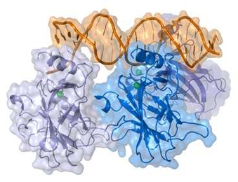 A representation of a complex between DNA and the protein p53.
