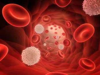 Red and white blood cells flow through a blood vessel. White blood cells known as memory T cells help the body react quickly to viruses or bacteria it has seen before.