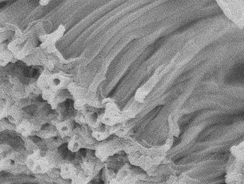 A scanning electron microscope image shows a bundle of 'microworms' produced using a vapor-deposition process developed by researchers at MIT and Northeastern.