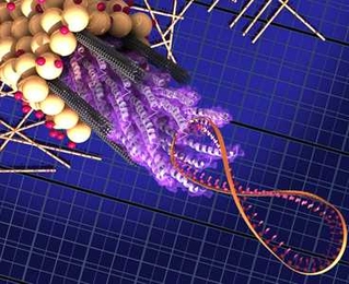 In this diagram, the M13 virus consists of a strand of DNA (the figure-8 coil on the right) attached to a bundle of proteins called peptides — the virus coat proteins  (the corkscrew shapes in the center) which attach to the carbon nanotubes (gray cylinders) and hold them in place. A coating of titanium dioxide (yellow spheres) attached to dye molecules (pink spheres) surrounds the bundle. More ...