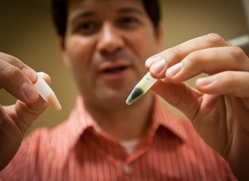 Postdoctoral researcher Iftach Yacoby holds vials containing two of the materials used in the research: On the right, green photosynthetic membranes derived from plants, and on the left, brown ferredoxin protein, one of two enzymes the team combined to increase hydrogen production.