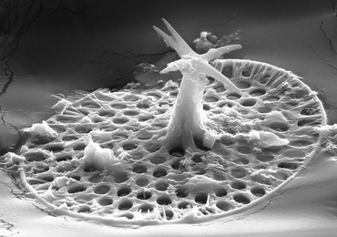 An image of the microfossil Characodictyon taken with a scanning electron microscope. This fossil was extracted using very weak acid from a carbonate rock. It's about 20 microns long - one-fifth the width of a human hair.