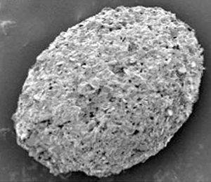 Scanning electron microscopy images reveal a microscopic, oval-shaped shell with tapered ends, from which an organism’s feet may have extended. The surface of the shell is made up of tiny bits of silica, aluminum and potassium, which the organism likely collected from the environment and glued to form armor.