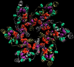 Ragon Institute researchers identified potential HIV vaccine targets in a subunit of the Gag protein. Six of those subunits come together to form the hexagonal proteins that make up the viral capsid.
