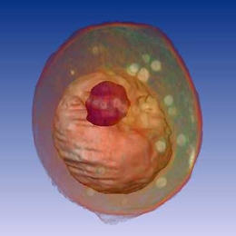 A whole yeast (Saccharomyces cerevisiae) cell viewed by X-ray microscopy. Inside, the nucleus and a large vacuole (red) are visible.