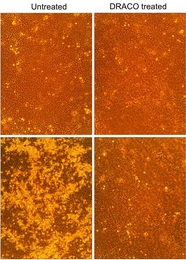The microscope images above show that DRACO successfully treats viral infections. In this set of four photos, dengue hemorrhagic fever virus kills untreated monkey cells (lower left), whereas DRACO has no toxicity in uninfected cells (upper right) and cures an infected cell population (lower right).