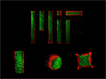 Using a temperature-responsive micromold, MIT engineers created two-layer gel microparticles (the red and green areas represent separate layers). 