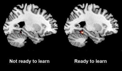 MIT neuroscientists showed that activity in a part of the brain called the parahippocampal cortex correlates with the brain’s preparedness to learn new information.