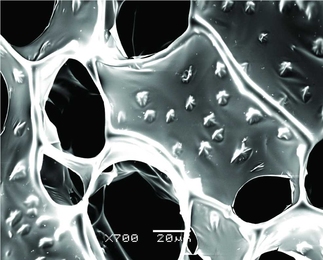 A scanning electron microscope (SEM) image of nanowire-alginate composite scaffolds. Star-shaped clusters of nanowires can be seen in these images.
