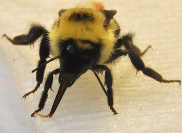 Researchers find bees get the sweetest nectar by dipping their tongues into the viscous syrup. Pictured is a bumblebee drinking from a sucrose-soaked surface.