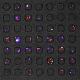 Inside these squares, single T cells taken from HIV-infected patients interact with infected cells. This technology, developed by MIT chemical engineers, offers the first way to study how effectively individual T cells respond to HIV-infected cells.