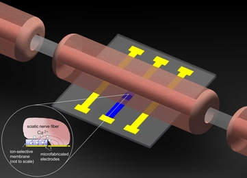 Ion-Selective Microelectrodes for Low-Power Electrochemical Stimulation and Blocking of Neuromuscular Systems.