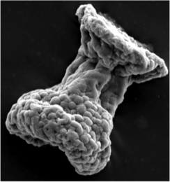 MIT researchers have found hundreds of tiny fossils of the first known ciliates. The ciliates, named tintinnids, resided in hard, flask-shaped shells with bubbled exteriors that likely help them float.