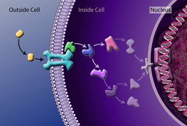 Cells receive external signals (depicted in yellow) through sensing molecules — or receptors — (depicted in aqua) embedded in the cell membrane. These, in turn, start a cascade of signaling molecules that carry the signals to the nucleus or other internal structures in the cell. The new research shows the speed or other characteristics of this signaling process can change when the signals are ...