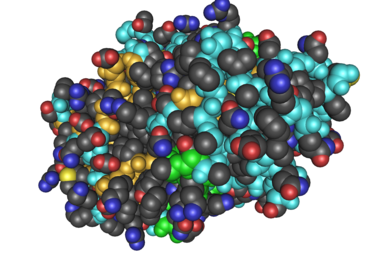 MIT researchers have developed a coating of thrombin, shown here, and tannic acid. After being sprayed onto a surface, the material can halt bleeding within seconds
