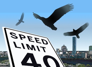birds flying over speed limit sign