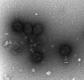 A transmission electron micrographs of prochlorococcus virus.