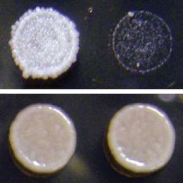 Prions are frequently beneficial. A wine strain of yeast that naturally contains prions — in this case formed by a particular transcription factor — can grow in the presence of an antifungal drug (left), but becomes susceptible to the drug when the prions are eliminated (right). The prions did not affect growth in the absence of the drug (bottom).