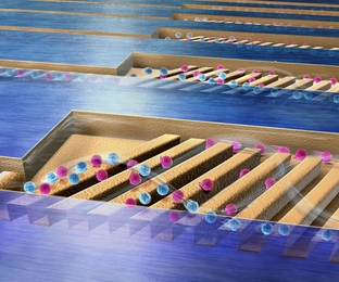 A new microfluidic device isolates target cells (in pink) from the rest of the flow by getting them to stick weakly to the device's ridges, then roll through trenches, and into a collection chamber.