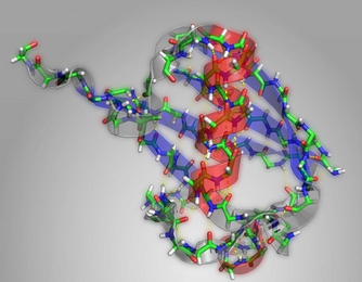 In this structural diagram of the protein ubiquitin, alpha helices are highlighted in red and beta sheets highlighted in blue.