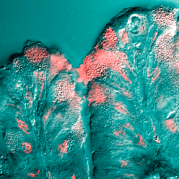 A surface mucous cell bordering on the stomach lumen secretes mucus (pink stain).