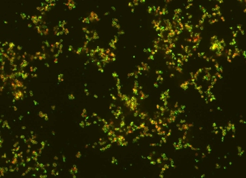 Nanoparticles, in green, targeting bacteria, shown in red.