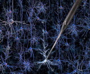 neurons