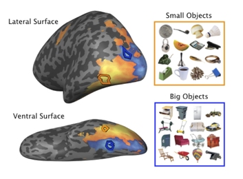 This figure shows brain activations while participants view pictures of objects. Activations are shown on a brain where the cortex has been inflated for visualization, and a view of the lateral surface (side-view) and ventral surface (bottom-view) are depicted. Blue regions show where cortex is more active for big objects and orange regions show cortex that is more active for small objects.  Examp...